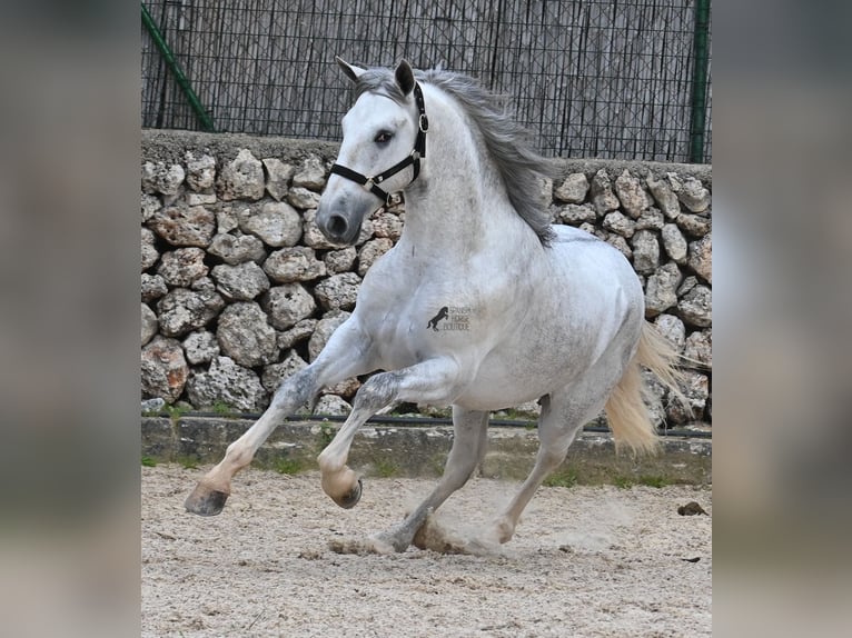 PRE Stallone 3 Anni 168 cm Grigio in Menorca