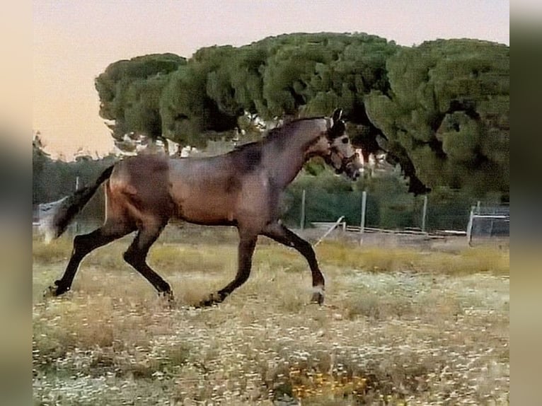 PRE Mix Stallone 3 Anni 168 cm Grigio pezzato in Sevilla