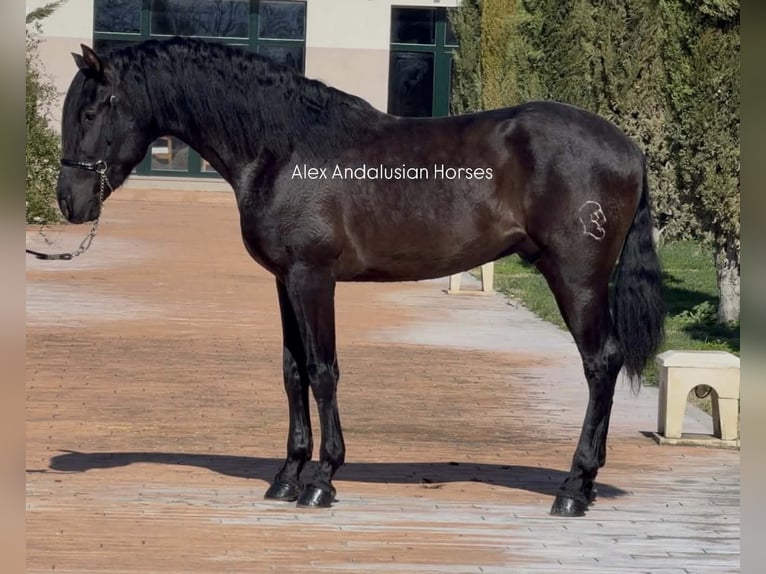 PRE Mix Stallone 3 Anni 168 cm Morello in Sevilla