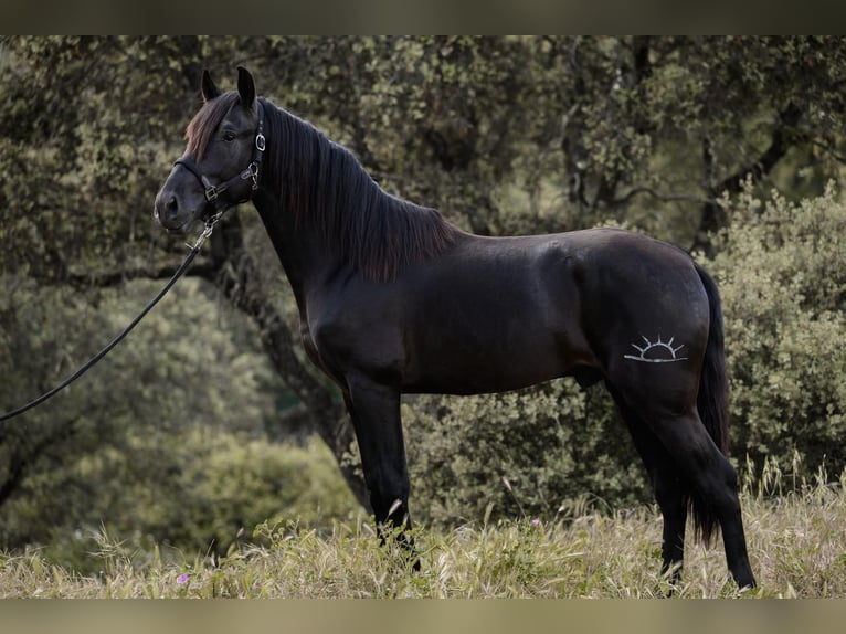 PRE Stallone 3 Anni 168 cm Morello in El Real De La Jara