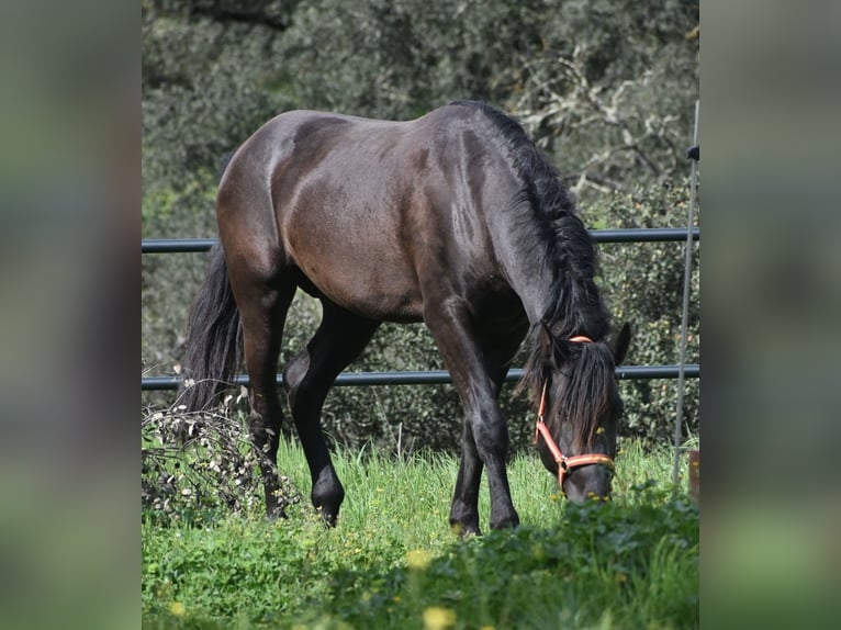 PRE Stallone 3 Anni 168 cm Morello in El Real De La Jara