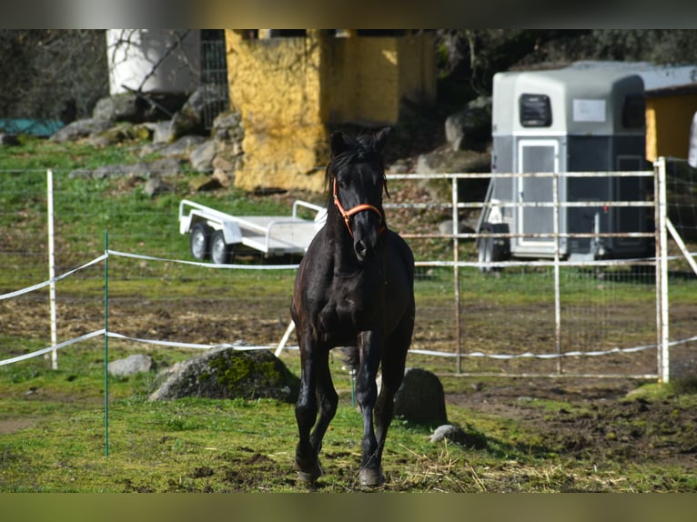PRE Stallone 3 Anni 168 cm Morello in El Real De La Jara