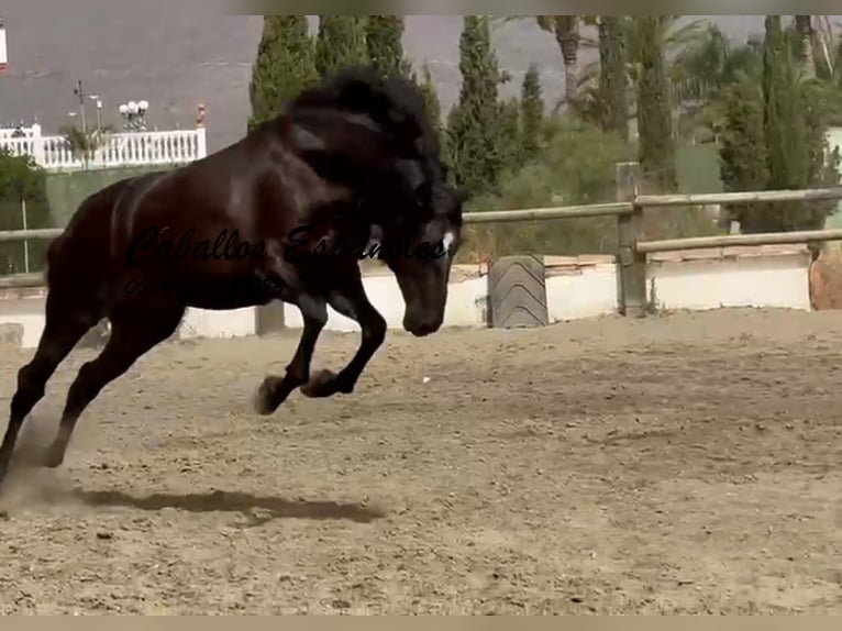 PRE Mix Stallone 3 Anni 169 cm Morello in Vejer de la Frontera
