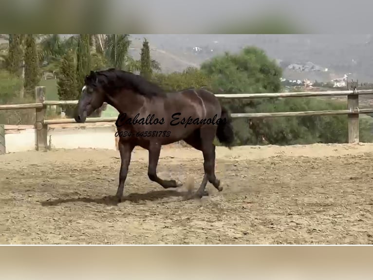 PRE Mix Stallone 3 Anni 169 cm Morello in Vejer de la Frontera