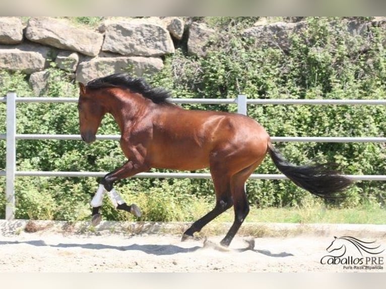 PRE Stallone 3 Anni 170 cm Baio in Barcelona