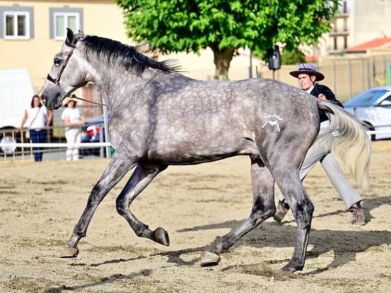 PRE Mix Stallone 3 Anni 170 cm Grigio in Navas Del Madroño