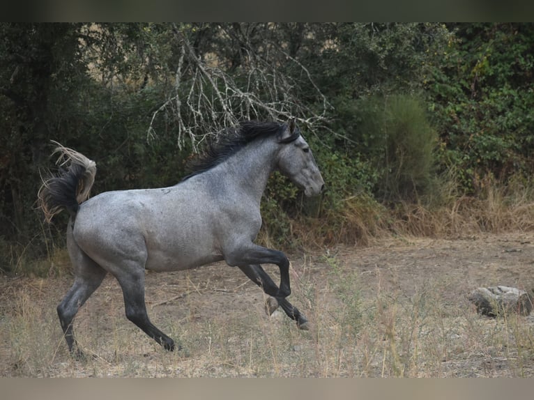 PRE Stallone 3 Anni 170 cm Grigio in El Real De La Jara