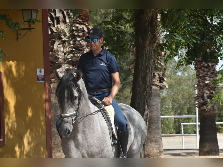 PRE Stallone 3 Anni 170 cm Grigio in El Real De La Jara
