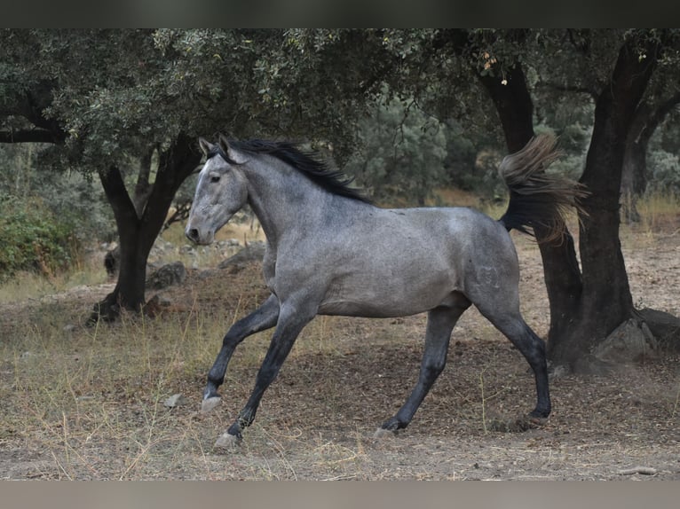 PRE Stallone 3 Anni 170 cm Grigio in El Real De La Jara