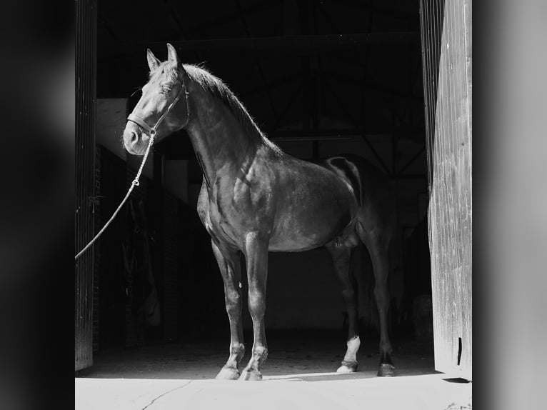 PRE Mix Stallone 3 Anni 170 cm Morello in MADRID
