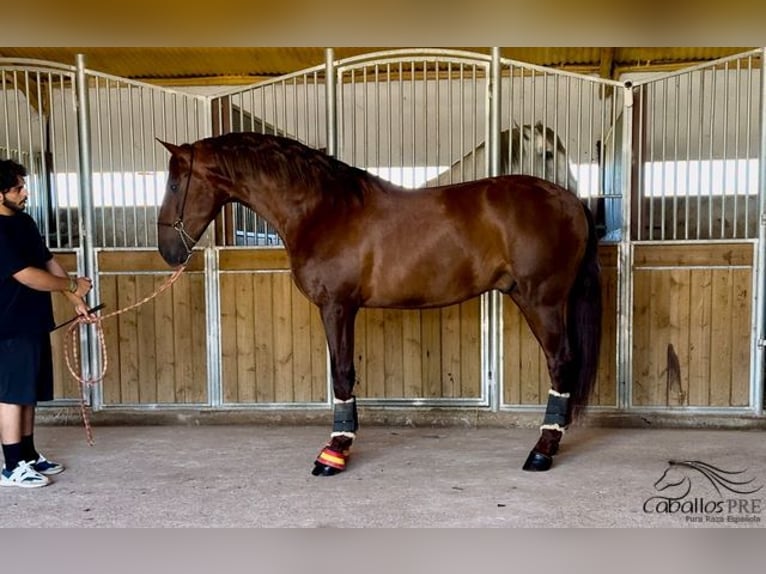 PRE Stallone 3 Anni 170 cm Sauro in Badajoz