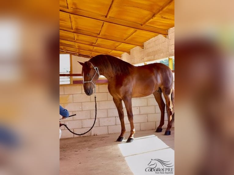 PRE Stallone 3 Anni 170 cm Sauro in Badajoz