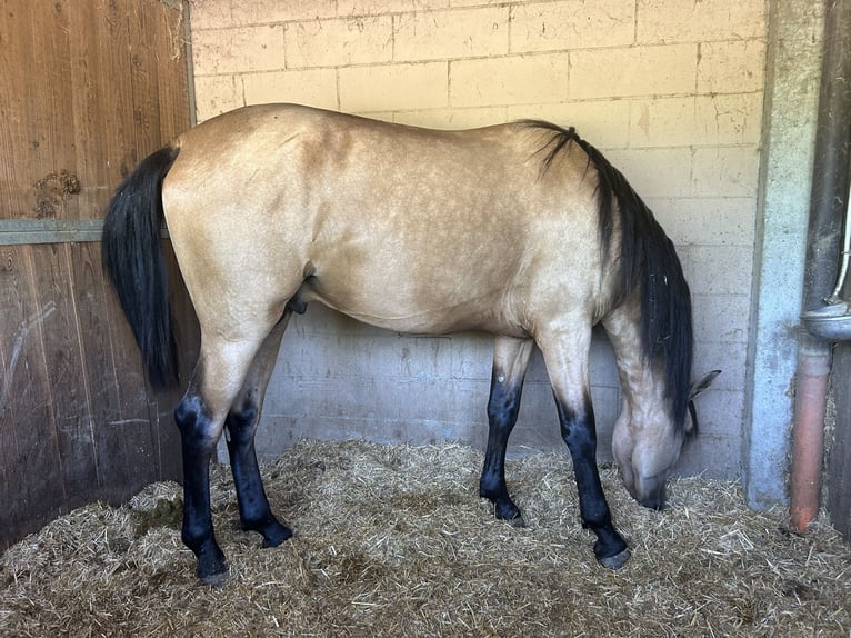 PRE Stallone 3 Anni 170 cm  in Martinengo