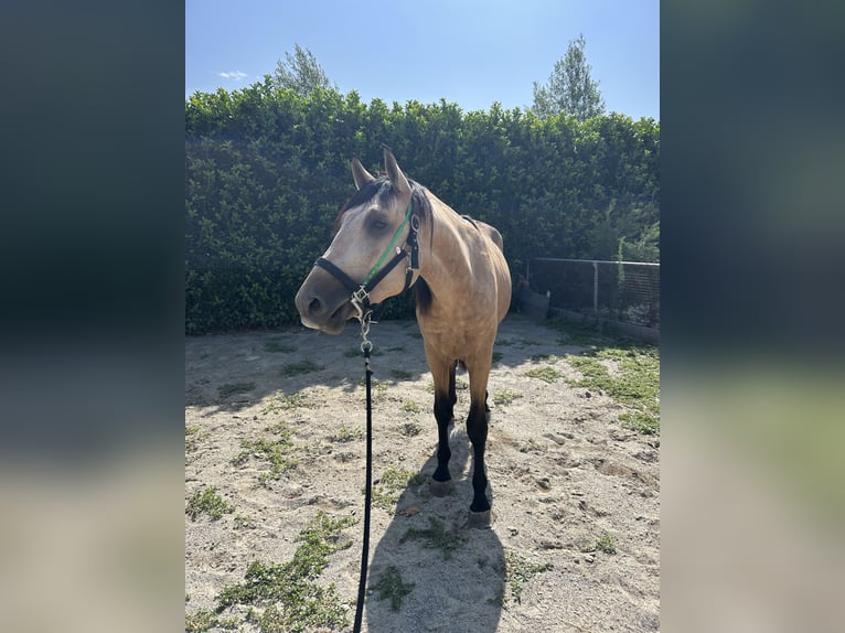 PRE Stallone 3 Anni 170 cm  in Martinengo