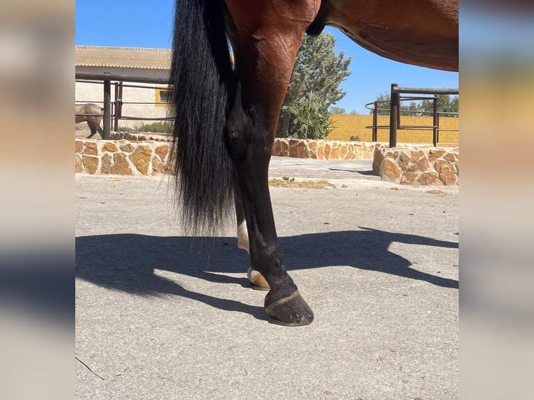 PRE Mix Stallone 3 Anni 172 cm Baio in Albacete