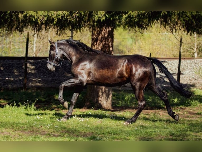 PRE Stallone 3 Anni 172 cm Baio scuro in Aldingen