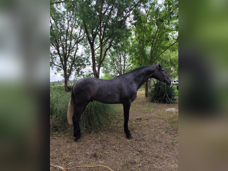 PRE Stallone 3 Anni 172 cm Grigio in 06300