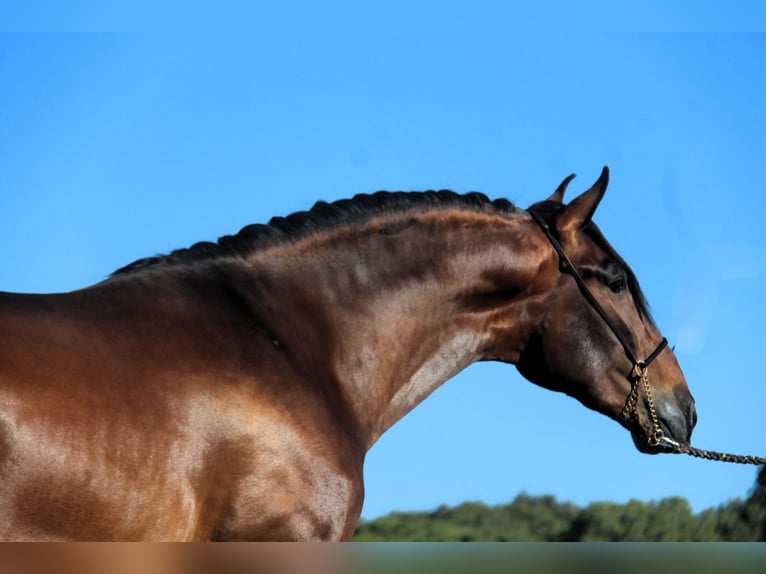 PRE Mix Stallone 3 Anni 173 cm Baio ciliegia in Oststeinbek