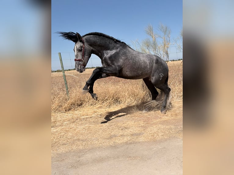 PRE Stallone 3 Anni 173 cm Grigio in Toledo