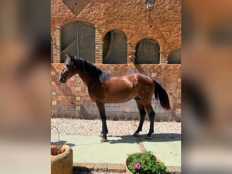 PRE Stallone 3 Anni 174 cm Baio in Castello D&#39;Empuries