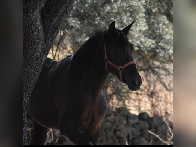 PRE Stallone 3 Anni 174 cm Morello in El Real De La Jara