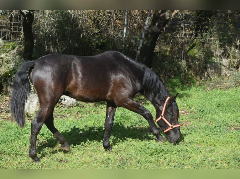 PRE Stallone 3 Anni 174 cm Morello in El Real De La Jara