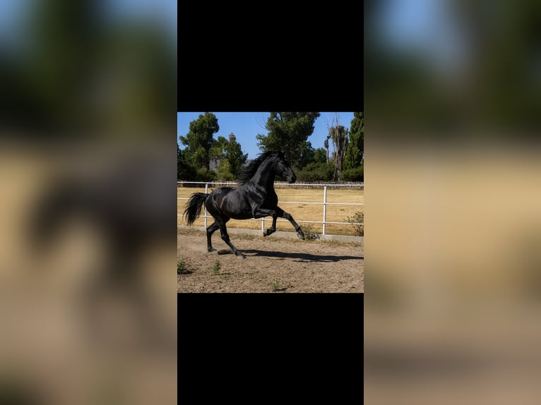 PRE Stallone 3 Anni 175 cm Grigio in Avil