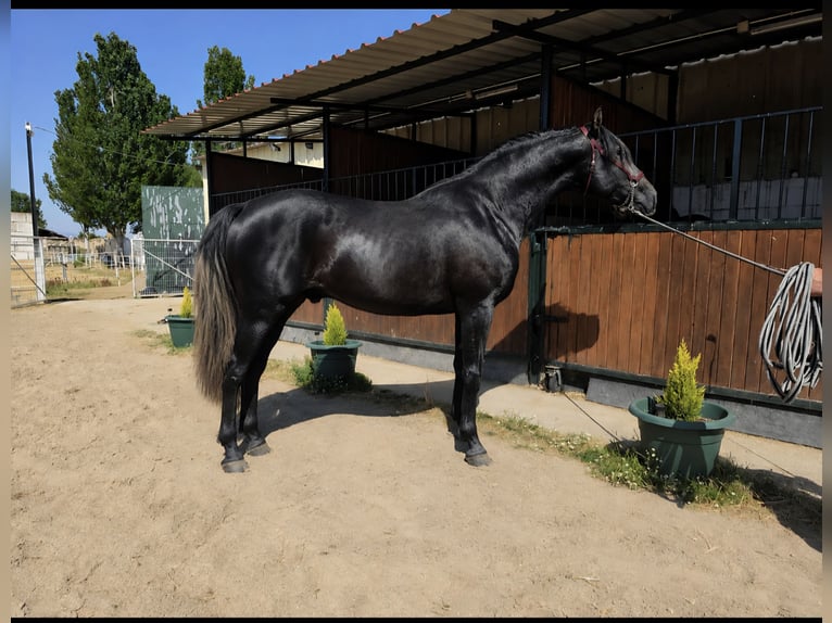 PRE Stallone 3 Anni 175 cm Grigio in Avil