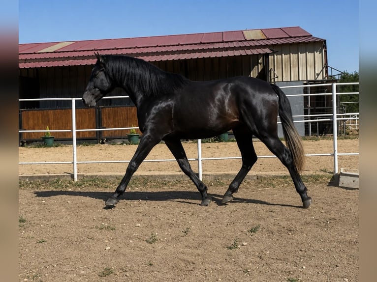 PRE Stallone 3 Anni 175 cm Grigio in Avil