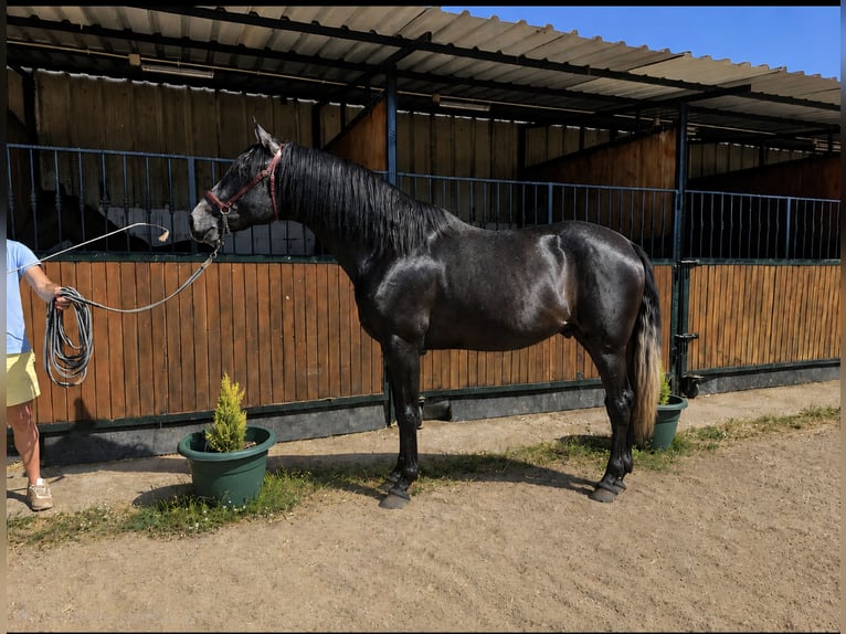 PRE Stallone 3 Anni 175 cm Grigio in Avil