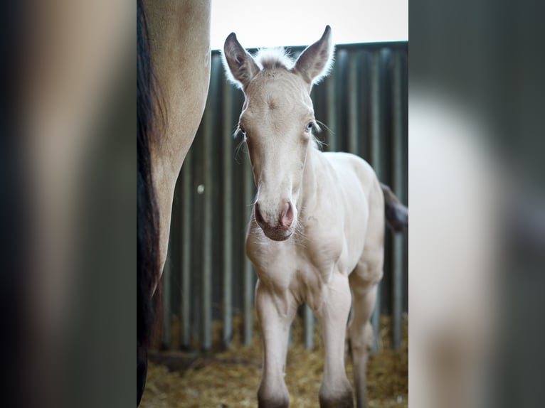 PRE Stallone 3 Anni 175 cm Perlino in Alcoy