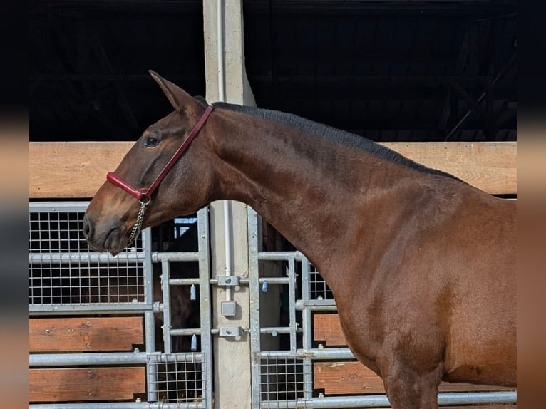 PRE Mix Stallone 3 Anni in Caumont