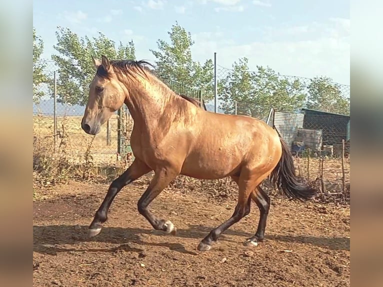 PRE Stallone 3 Anni Falbo in Ciudad Real