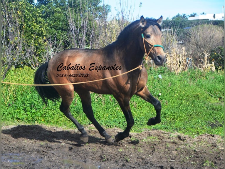 PRE Mix Stallone 4 Anni 149 cm Pelle di daino in Vejer de la Frontera