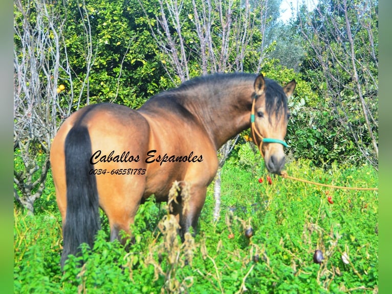 PRE Mix Stallone 4 Anni 150 cm Pelle di daino in Vejer de la Frontera