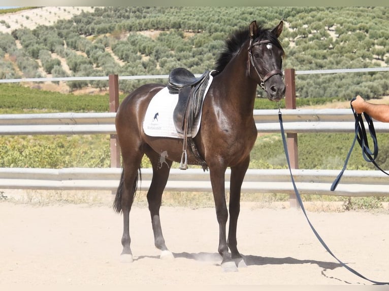 PRE Stallone 4 Anni 154 cm Morello in Provinz Cordoba