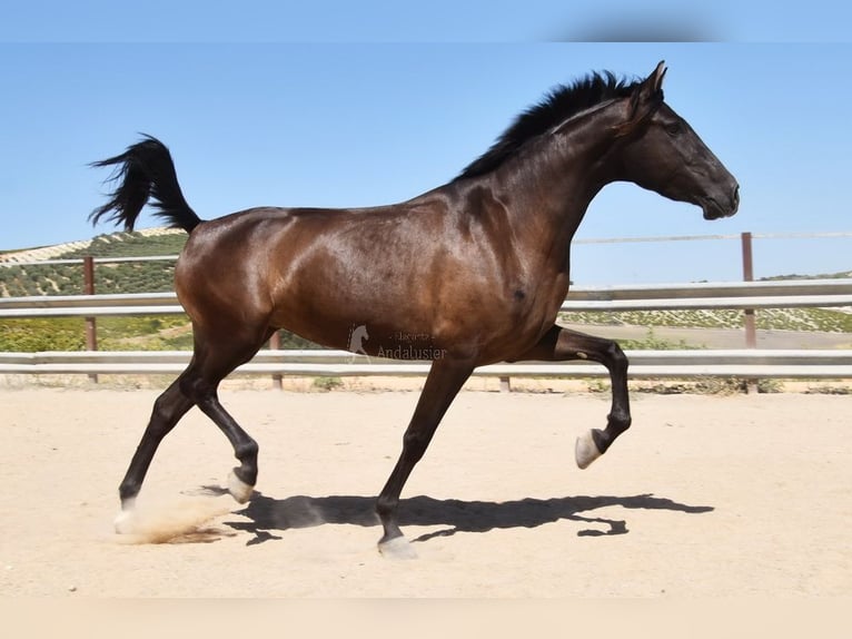 PRE Stallone 4 Anni 154 cm Morello in Provinz Cordoba