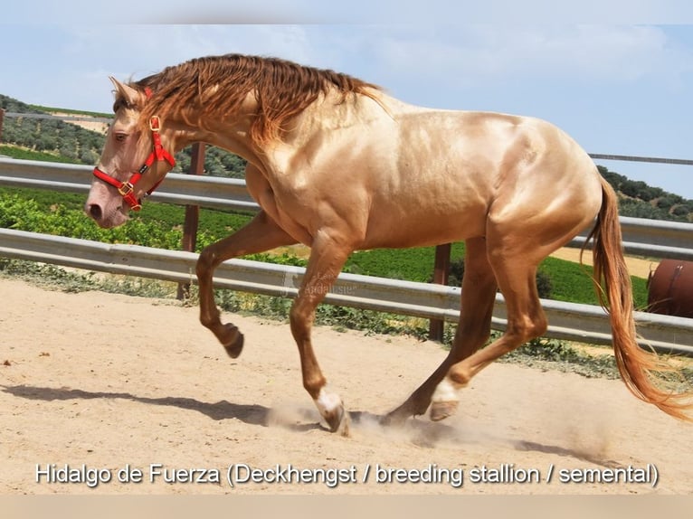 PRE Stallone 4 Anni 154 cm Morello in Provinz Cordoba