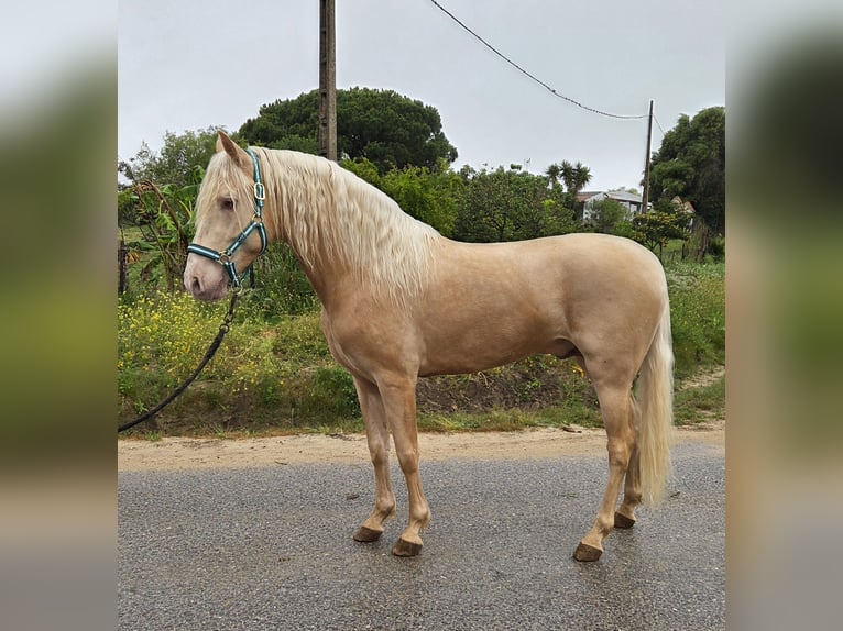 PRE Mix Stallone 4 Anni 154 cm Palomino in Vejer de la Frontera