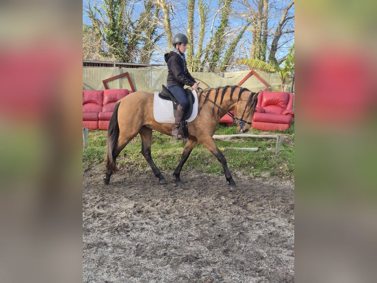 PRE Mix Stallone 4 Anni 155 cm Falbo in quimperlé