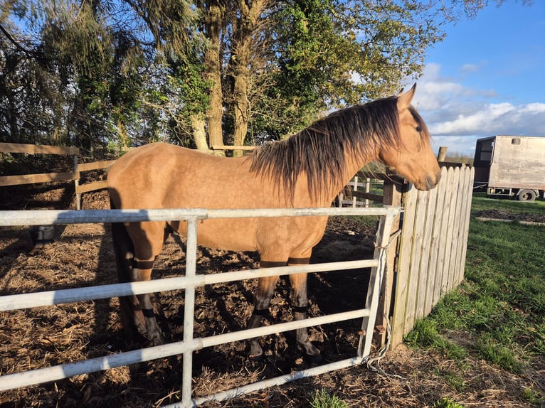 PRE Mix Stallone 4 Anni 155 cm Falbo in quimperlé