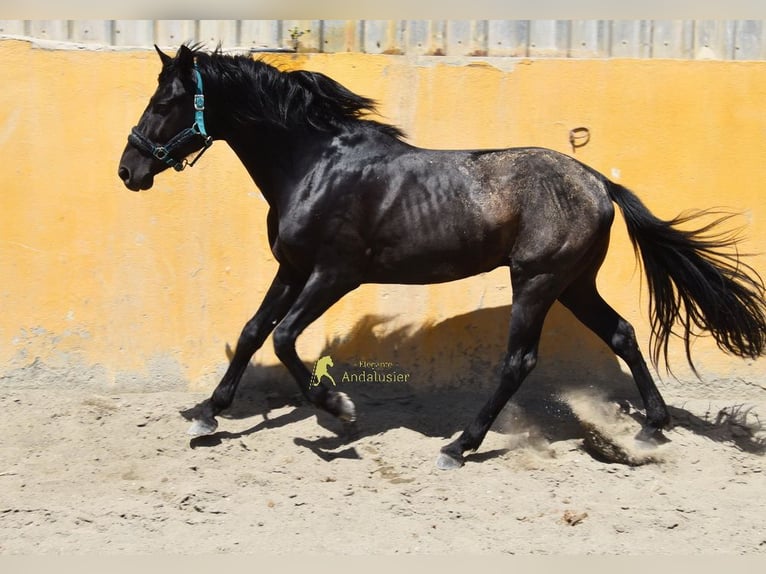 PRE Stallone 4 Anni 155 cm Morello in Provinz Malaga