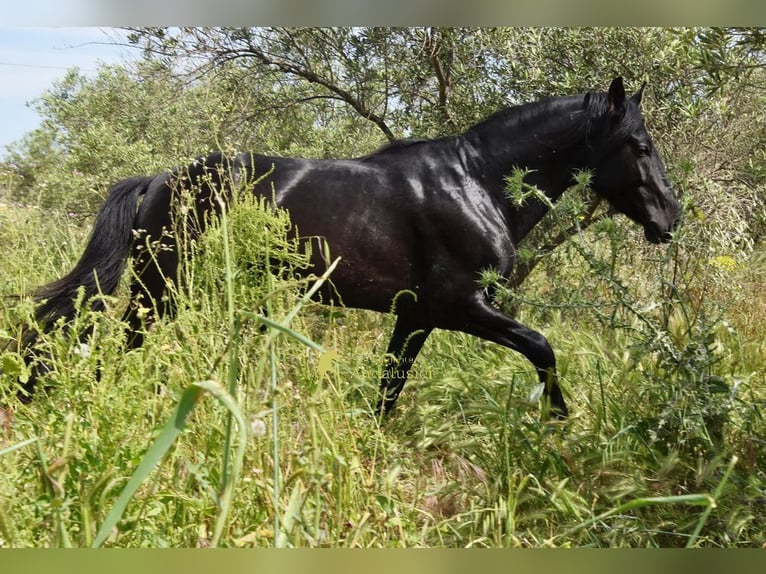 PRE Stallone 4 Anni 155 cm Morello in Provinz Malaga