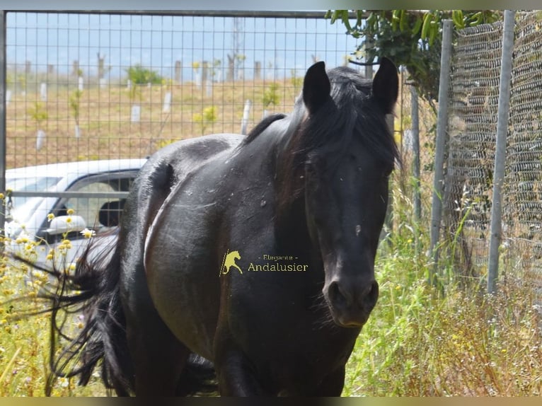 PRE Stallone 4 Anni 155 cm Morello in Provinz Malaga