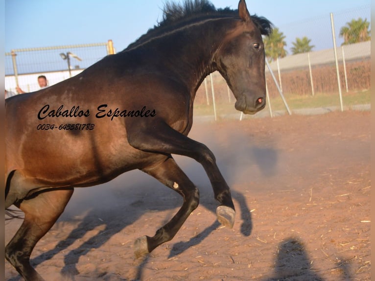 PRE Stallone 4 Anni 156 cm Baio scuro in Vejer de la Frontera