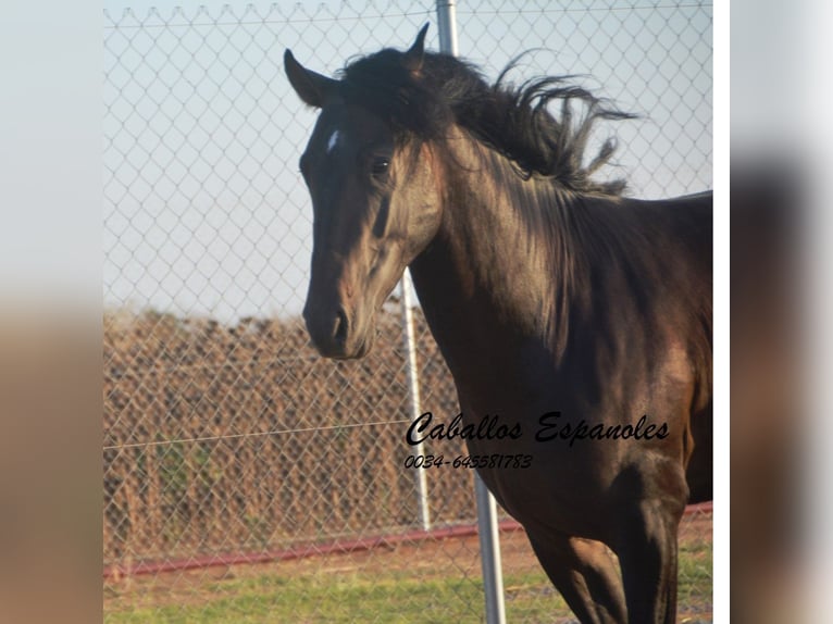 PRE Stallone 4 Anni 156 cm Baio scuro in Vejer de la Frontera