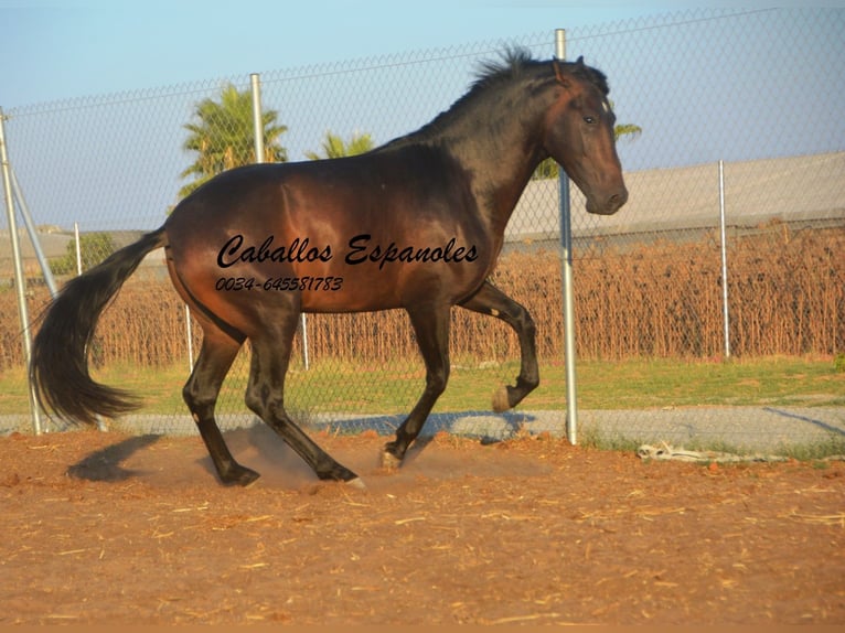 PRE Stallone 4 Anni 156 cm Baio scuro in Vejer de la Frontera