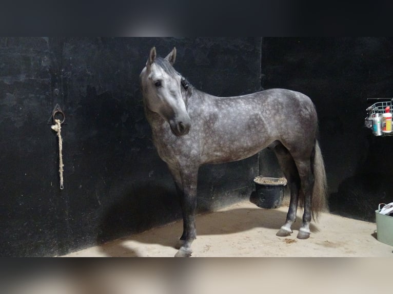 PRE Stallone 4 Anni 156 cm Grigio in Alpera