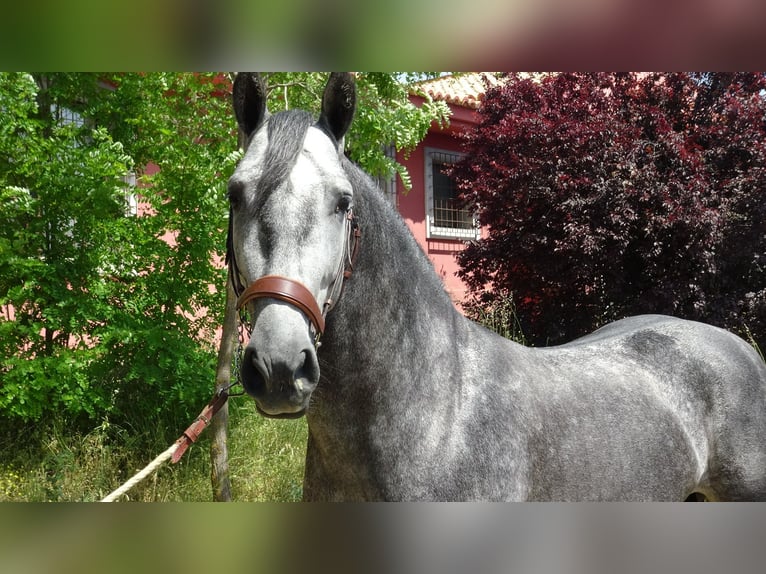 PRE Stallone 4 Anni 156 cm Grigio in Alpera