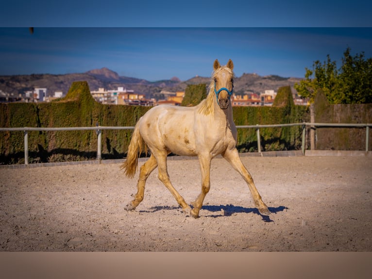 PRE Mix Stallone 4 Anni 156 cm Palomino in Rafelguaraf